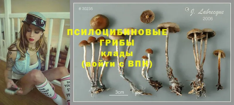 KRAKEN ССЫЛКА  Обь  Галлюциногенные грибы Magic Shrooms 